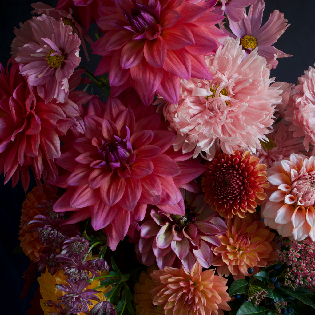Bouquet of pink and purple flowers on a dark background