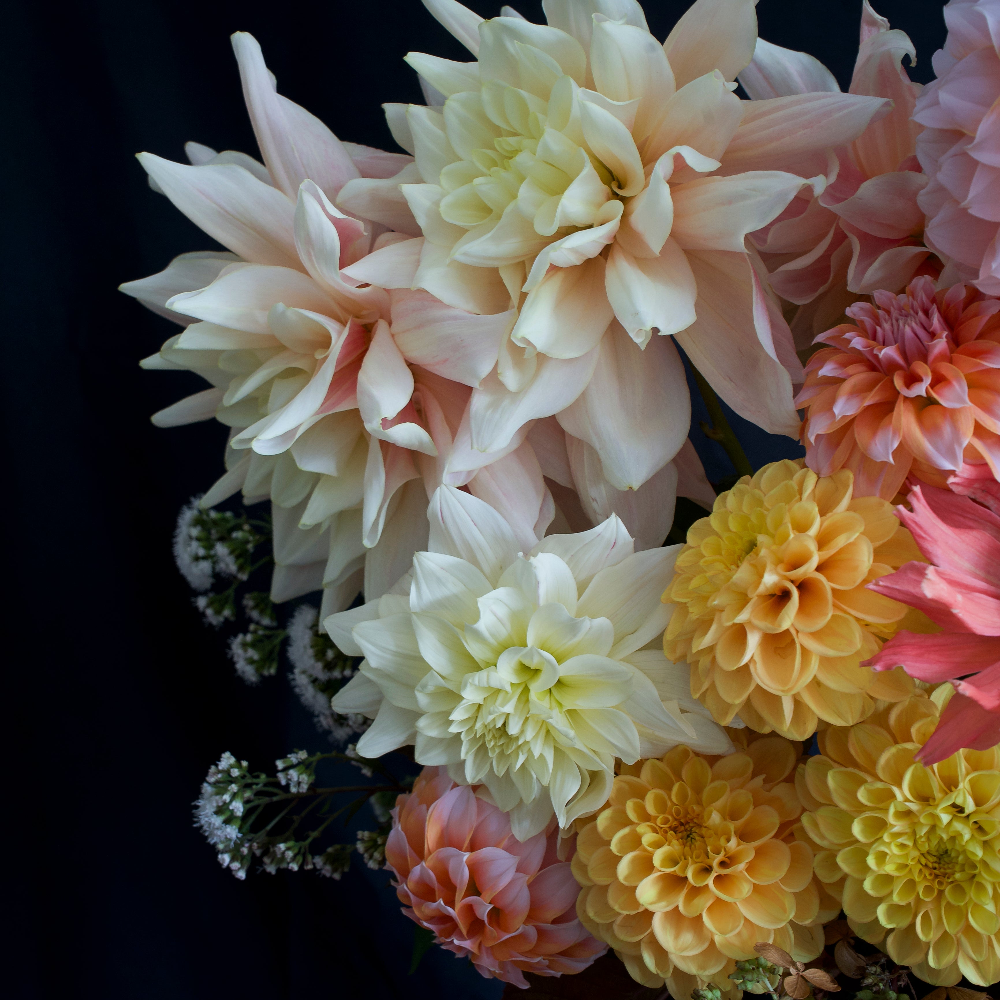 Bouquet of colorful dahlias on a dark background